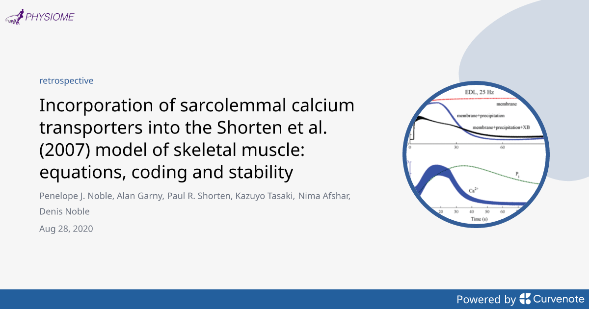 Incorporation of sarcolemmal calcium transporters into the Shorten et